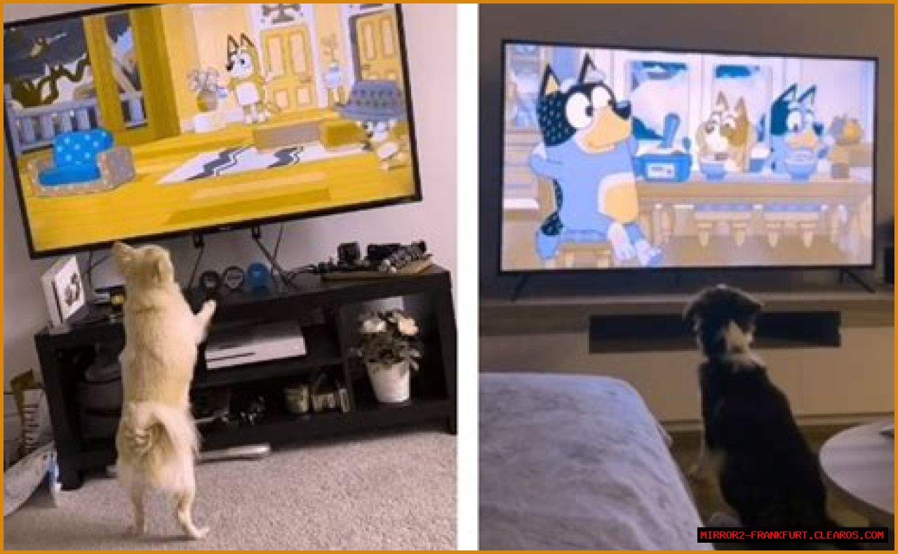 Exploring The Joy Of Bluey And Dogs Watching Together