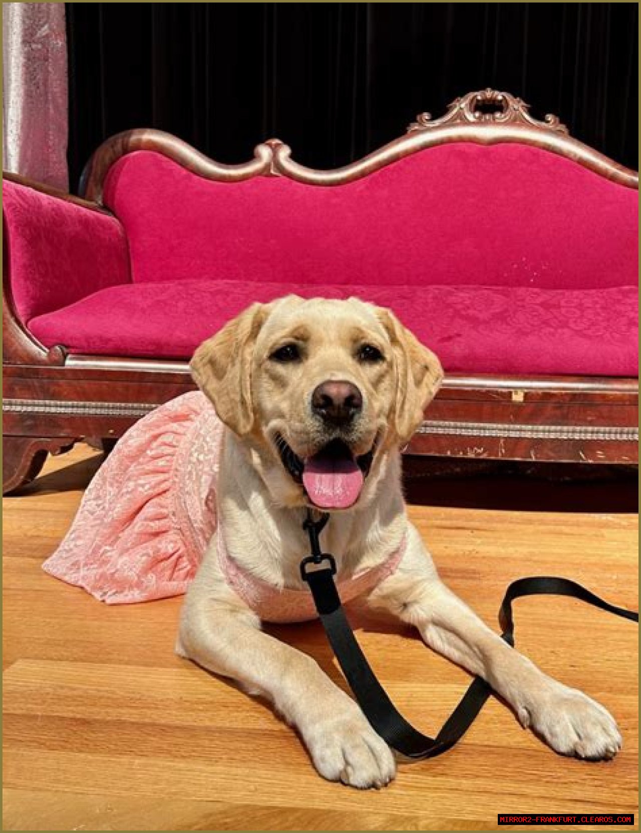 Megan Trainor's Love For Dogs: A Paw-sitive Connection