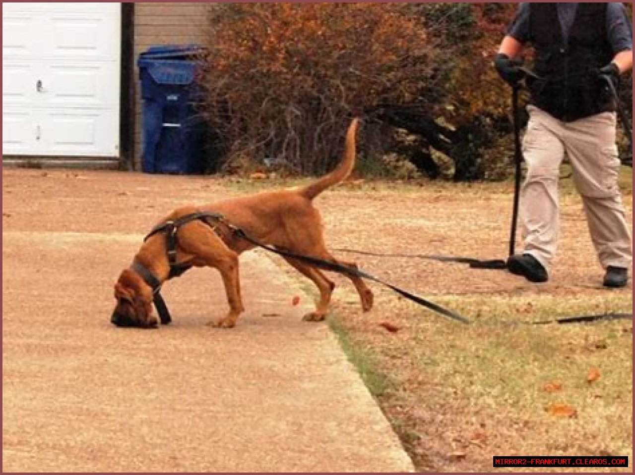 Understanding The Essentials Of A Dog Tracker